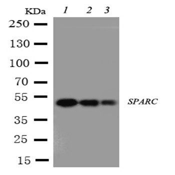 SPARC Rabbit Polyclonal Antibody