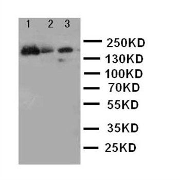 MRP1/ABCC1 Rabbit Polyclonal Antibody