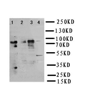 NRG2 Rabbit Polyclonal Antibody