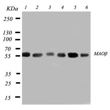 Monoamine Oxidase B/MAOB Rabbit Polyclonal Antibody