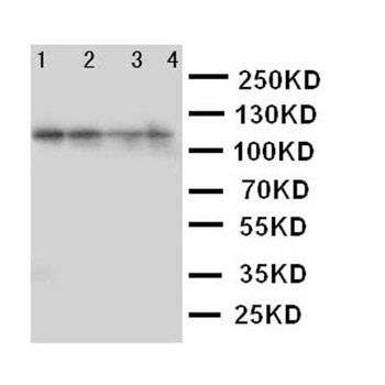 MCM2 Rabbit Polyclonal Antibody