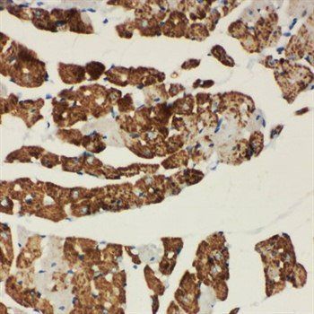 NDUFA1 Rabbit Polyclonal Antibody