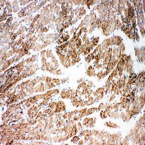 NDUFA1 Rabbit Polyclonal Antibody