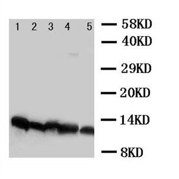 NDUFA1 Rabbit Polyclonal Antibody
