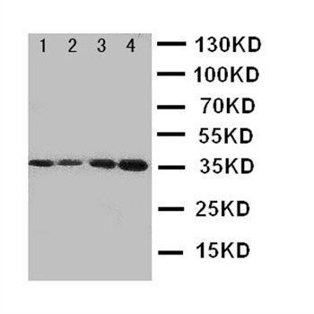 Protein C/PROC Rabbit Polyclonal Antibody