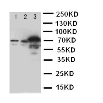 Serotonin transporter/SLC6A4 Rabbit Polyclonal Antibody
