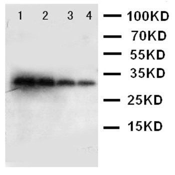 Kallikrein 1/KLK1 Rabbit Polyclonal Antibody