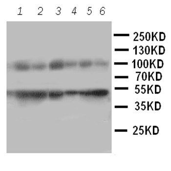 MCM2 Rabbit Polyclonal Antibody