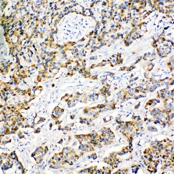 Peroxiredoxin 3/PRDX3 Rabbit Polyclonal Antibody