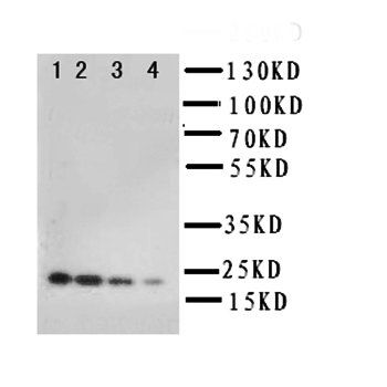 Interleukin-10 IL10 Antibody