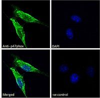 p47phox (mouse) Antibody