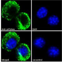 p47phox (mouse) Antibody