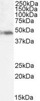 p47phox (mouse) Antibody