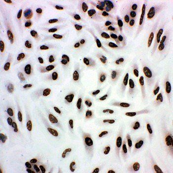 Histone deacetylase 3 HDAC3 Rabbit Polyclonal Antibody