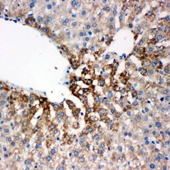 Flavin containing monooxygenase 4/FMO4 Rabbit Polyclonal Antibody