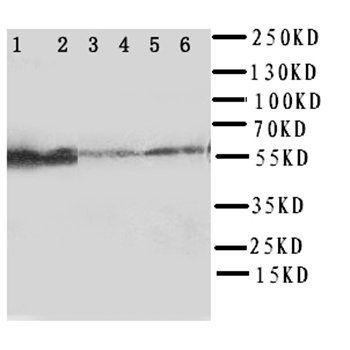 Flavin containing monooxygenase 4/FMO4 Rabbit Polyclonal Antibody