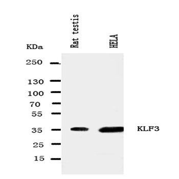 Krueppel-like factor 3 KLF3 Rabbit Polyclonal Antibody