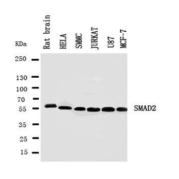 Smad2 Rabbit Polyclonal Antibody