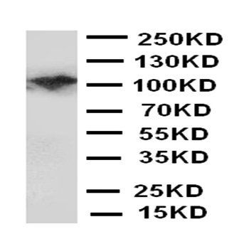 MCSF Receptor/CSF1R Rabbit Polyclonal Antibody