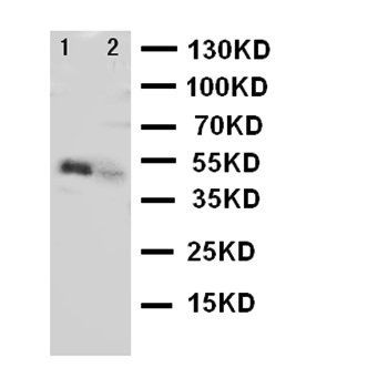 Follistatin-related protein 3 FSTL3 Rabbit Polyclonal Antibody