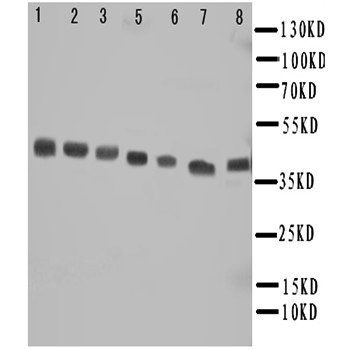 MEK6/MAP2K6 Rabbit Polyclonal Antibody