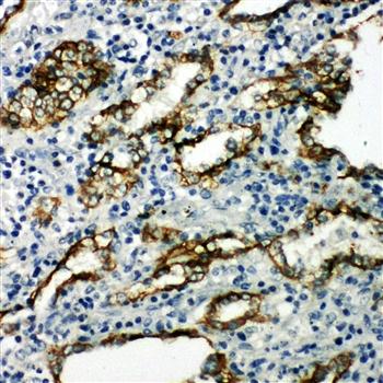 Aquaporin 4/AQP4 Rabbit Polyclonal Antibody