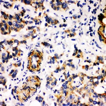 Milk Fat Globule 1/MFGE8 Rabbit Polyclonal Antibody