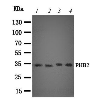 REA/PHB2 Rabbit Polyclonal Antibody
