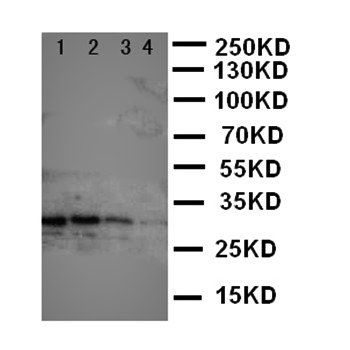 CUEDC2 Rabbit Polyclonal Antibody