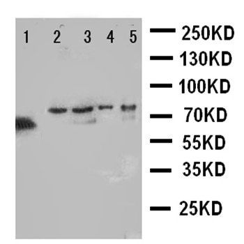 Neurosecretory protein VGF VGF Rabbit Polyclonal Antibody