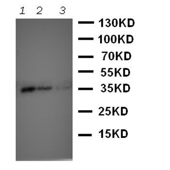 Protein Wnt-2b Wnt2b Rabbit Polyclonal Antibody