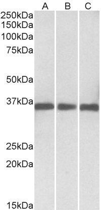MDH1/MOR2 (aa211-223) Antibody