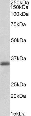 MDH1/MOR2 (aa211-223) Antibody