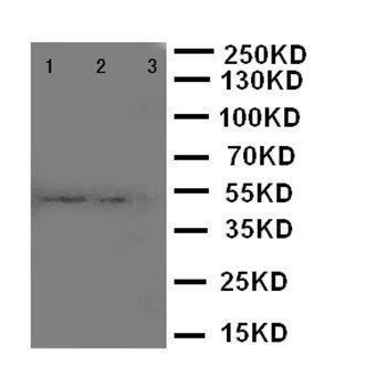 Macrosialin CD68 Rabbit Polyclonal Antibody