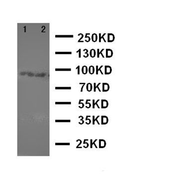 DISC1 Rabbit Polyclonal Antibody