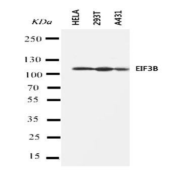 eIF3B Rabbit Polyclonal Antibody