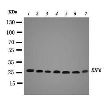 integrin beta 4 binding protein/EIF6 Rabbit Polyclonal Antibody