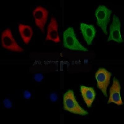 pan-AKT1/2/3 Antibody