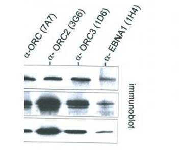 ORC3L Monoclonal Antibody