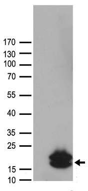 Orexin Antibody