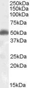 Orexin Receptor 2 Antibody