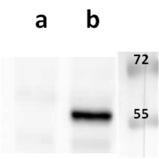 Anti-ORF4 (VZV) antibody