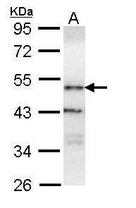 ORP1 Rabbit Polyclonal Antibody