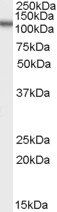 ORP5 (OBPH1) Antibody