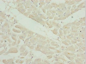 OSGEP Antibody