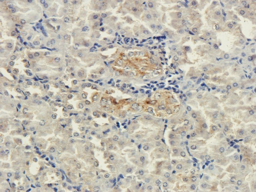Osteopontin Rabbit Polyclonal Antibody