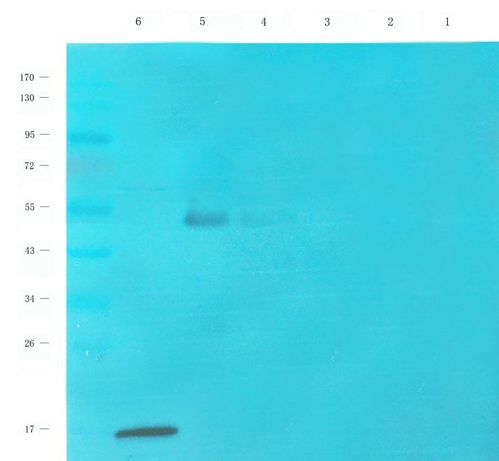 Osteopontin Rabbit Polyclonal Antibody