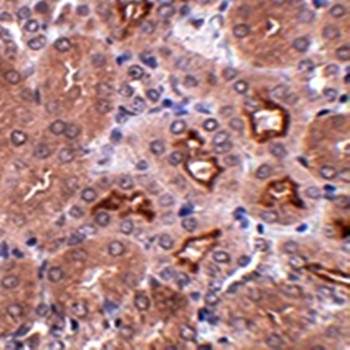 OTUD5 Antibody