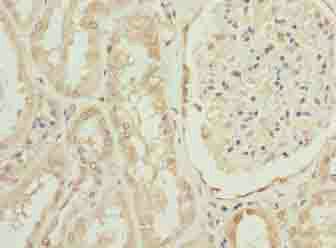 OVOL1 Antibody