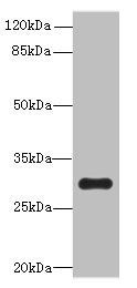 OVOL1 Antibody